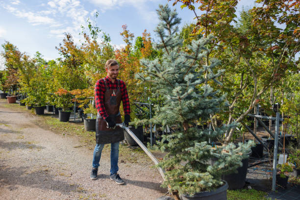  Sun City Center, FL Tree Removal and Landscaping Services Pros